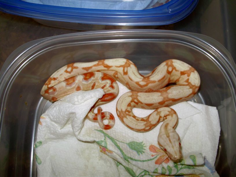 red albino 9