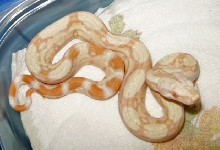 albino het snow 1