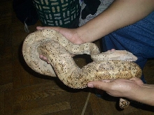 adult female hog