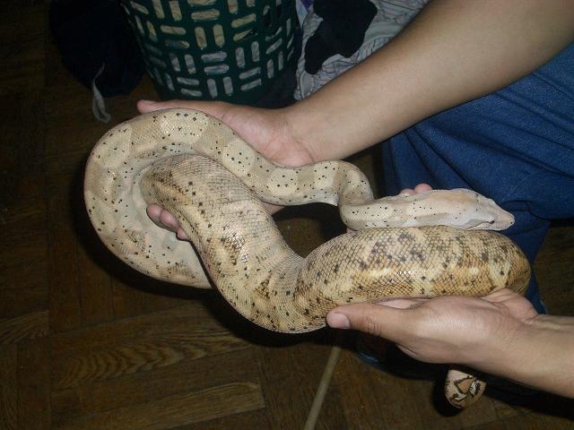 adult female hog