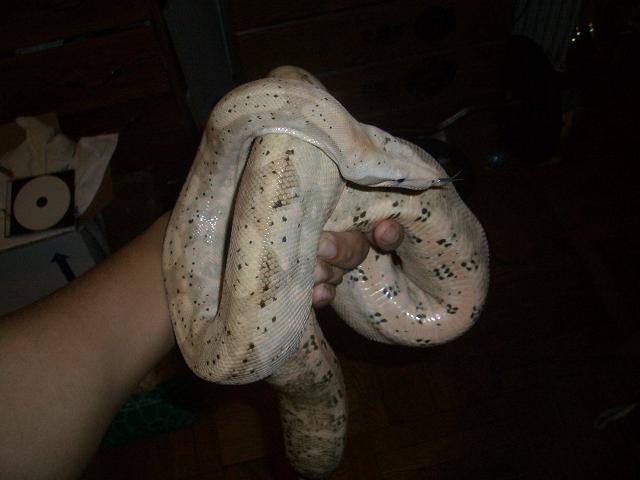 adult female hog2