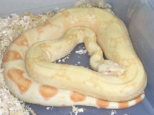 coral albino het snow