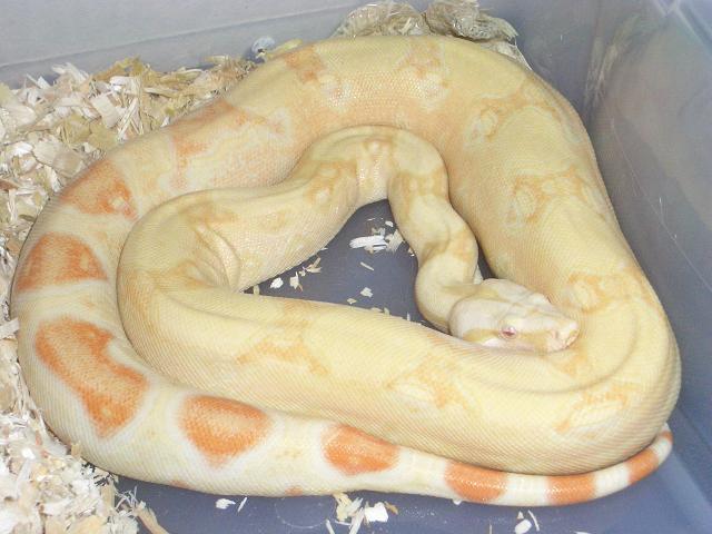 coral albino het snow