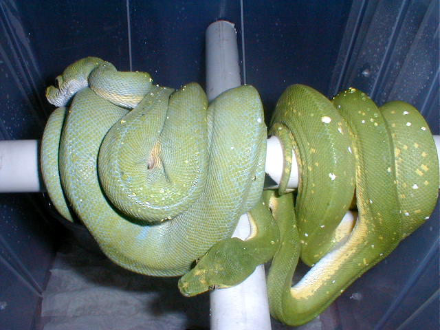blue x biak