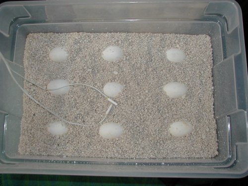 eggs