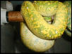 ovulation