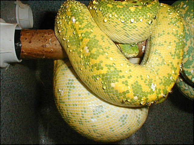 ovulation