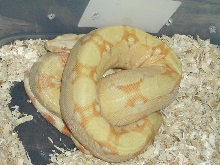 adult coral albino