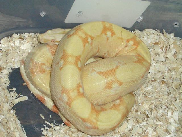 adult coral albino