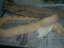 coral feeding2