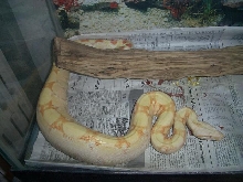 coral female