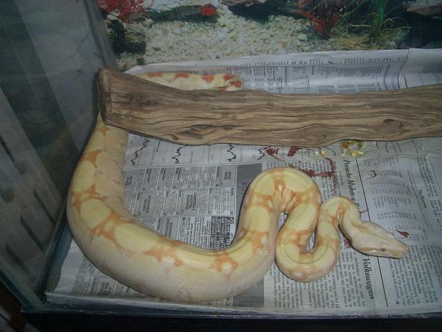coral female