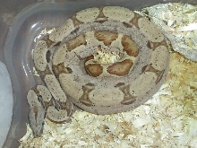 male dh sunglow