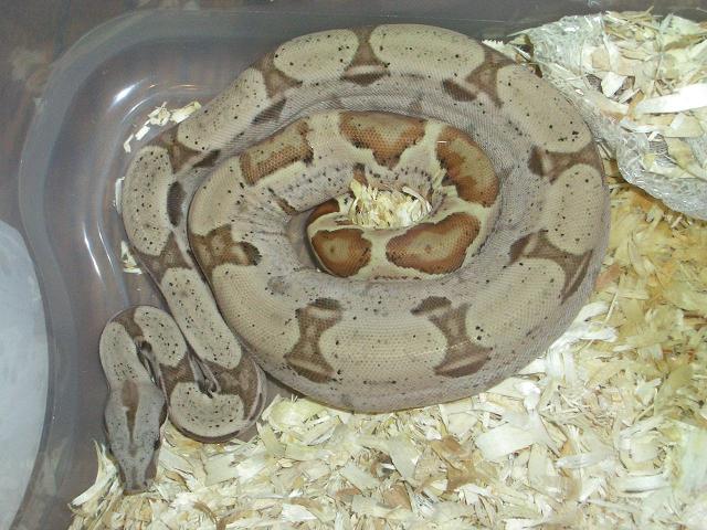 male dh sunglow