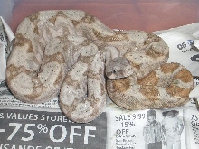 06' female hog