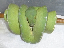 sub adult female in shed