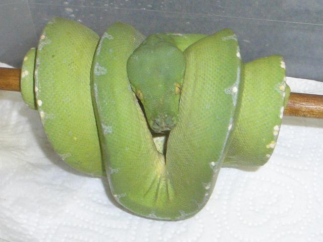 sub adult female in shed