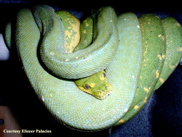 high blue breeding