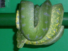 hudson female high yellow