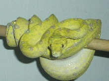lemontree x biak male