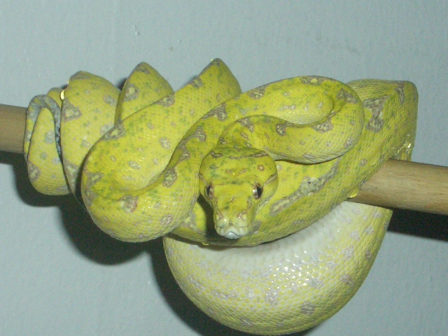 lemontree x biak male