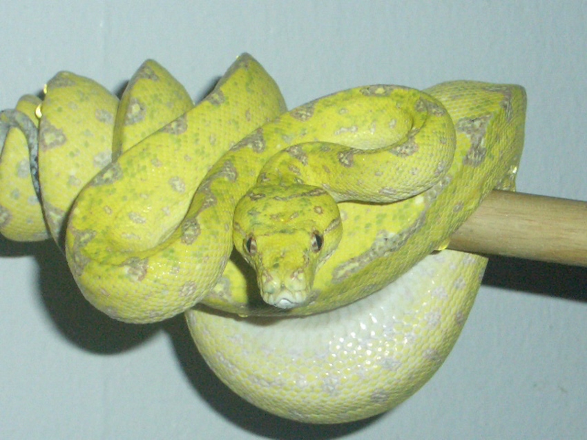 lemonboy