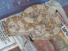 06' male hog