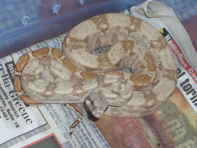 06' male hog