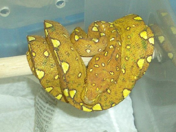 Orange Green Tree Python kingsnake.com photo gallery > Green Tree Pythons > orange green tree1