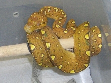 orange with green specks