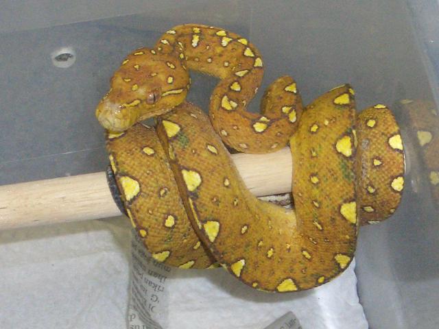 orange with green specks