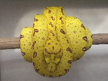 perfect yellow