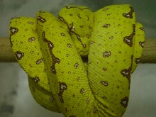 shy yellow