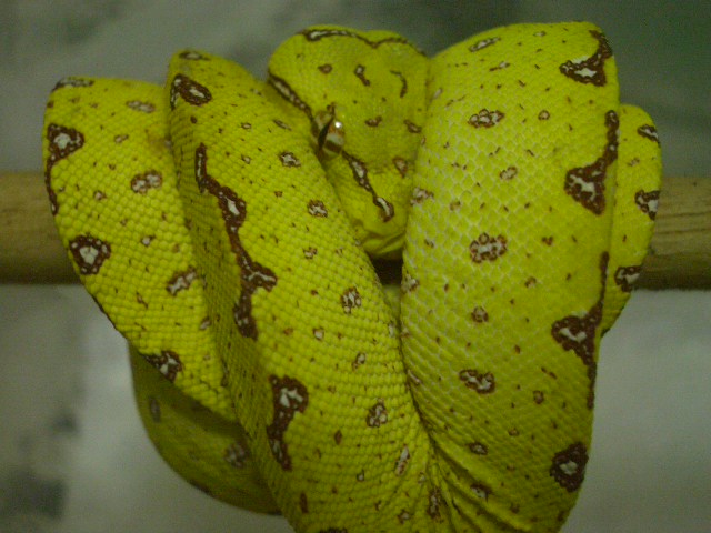 shy yellow