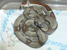 stripe het 100% albino female