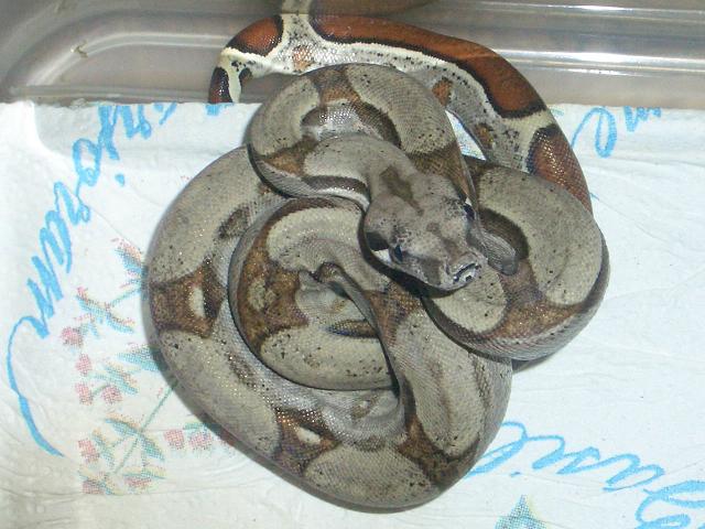 stripe het 100% albino female