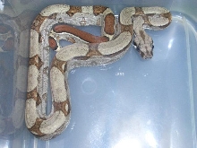 stripe 100%het albino female
