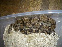 37.5%suri 100%het albino female
