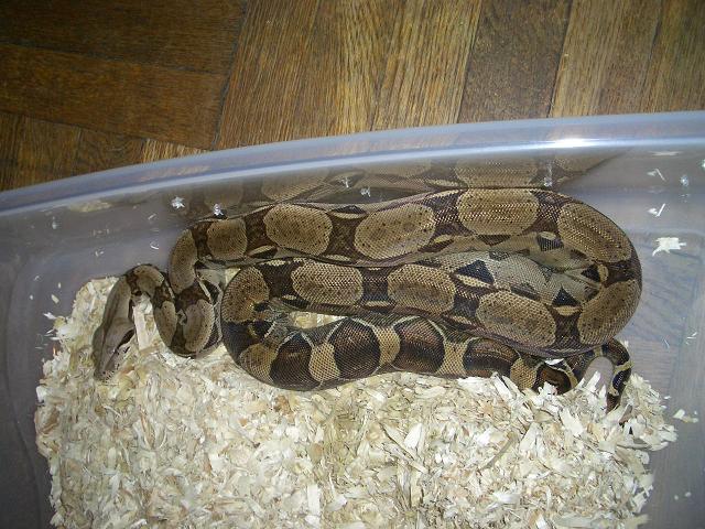 37.5%suri 100%het albino female