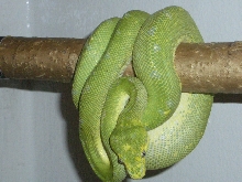 thomas phillips kwai'ren female