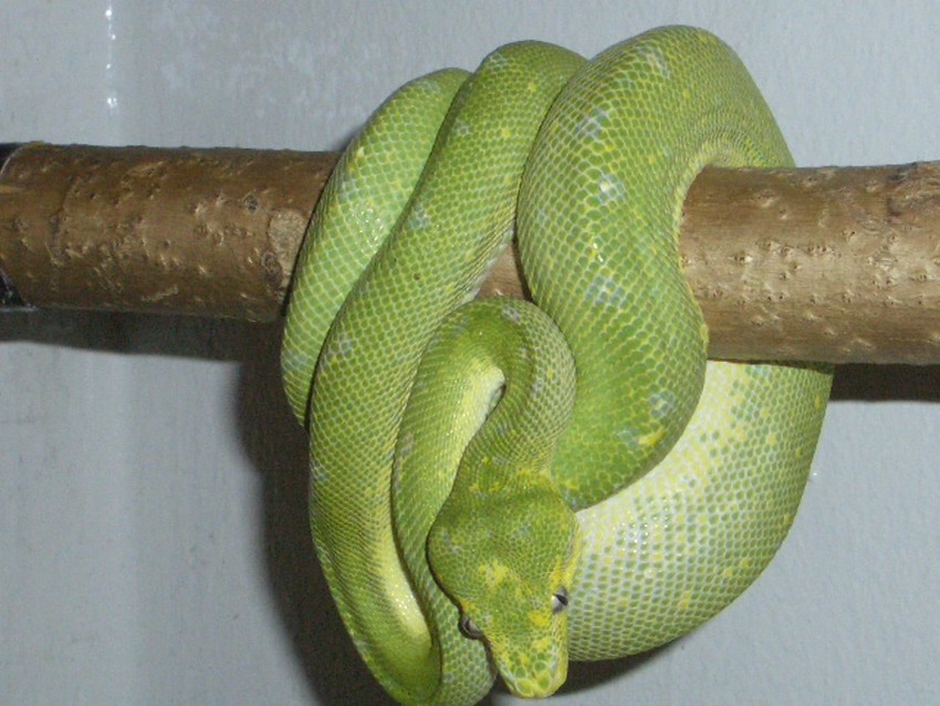 thomas phillips kwai'ren female