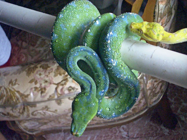 male high blue jayapura X morris blue line