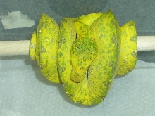 sub adult male yellow and green