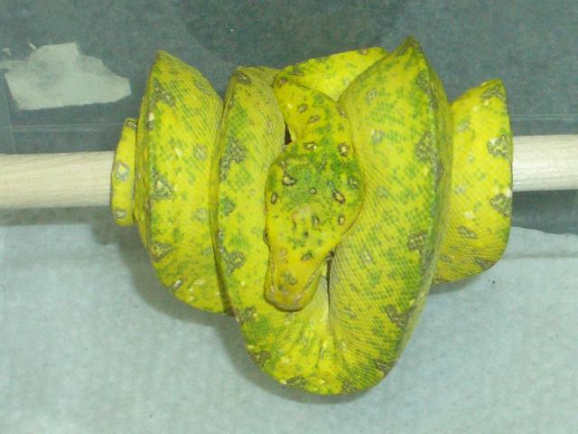 sub adult male yellow and green