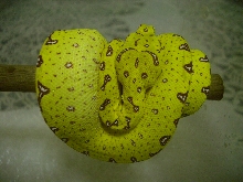 yellow green tree1