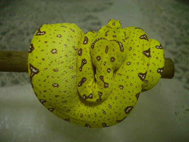 yellow green tree1