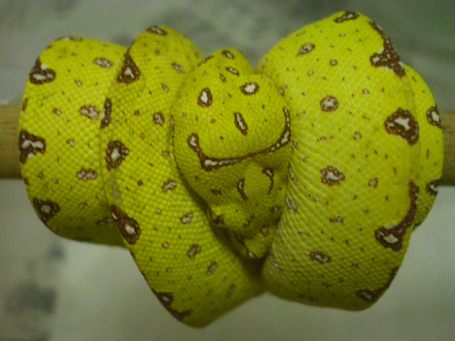 yellow green tree2