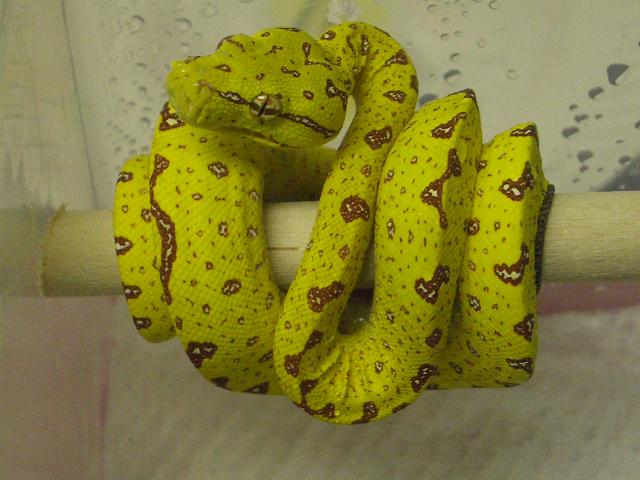 yellow green tree3