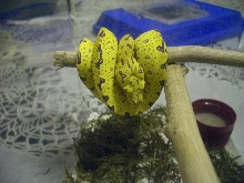 yellow on branch
