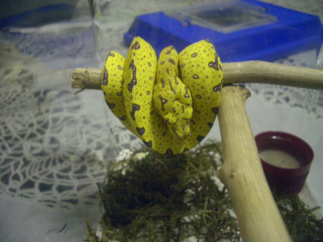 yellow on branch